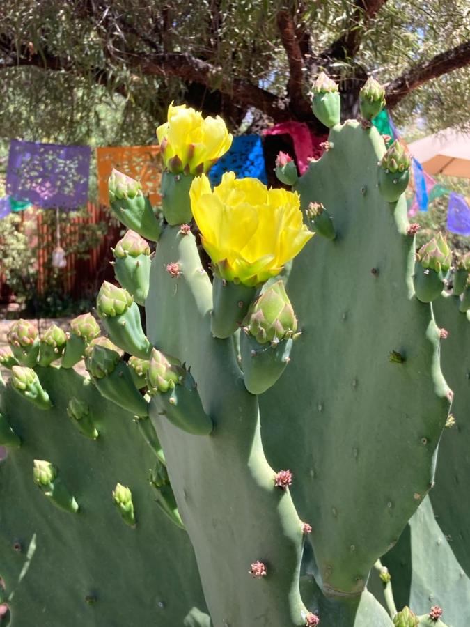 Casa Azul - Cute Centrally Located Adobe With Large Fenced Outdoor Living For Pets And Adults, Non-Smoking توسن المظهر الخارجي الصورة